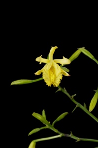 Sobralia dorbignyana Windflower CHM/AOS 82 pts.